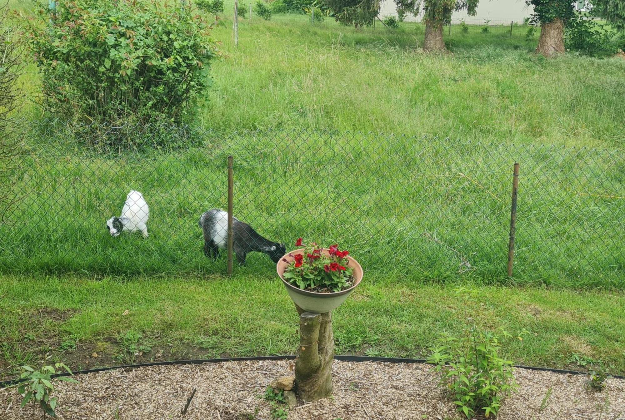 Maison Campagne Detente Thorigné-sur-Dué エクステリア 写真